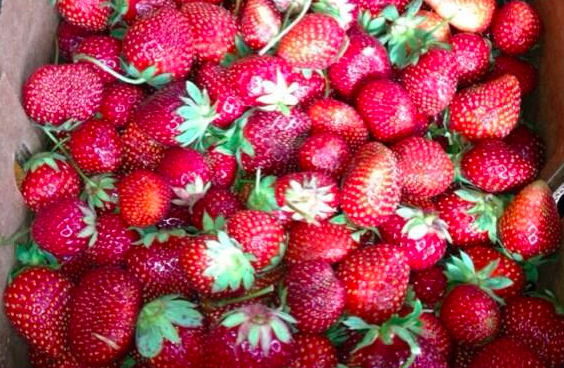 Strawberry Haul