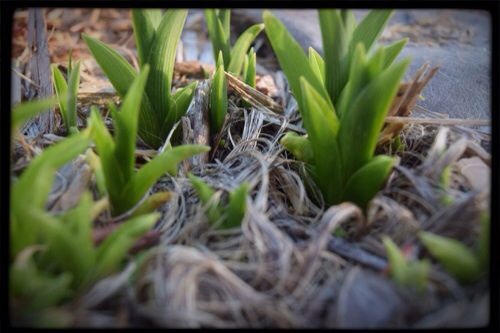 Click Chicks Green Sprouts