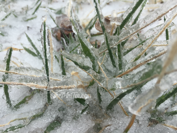 Ice-Grass